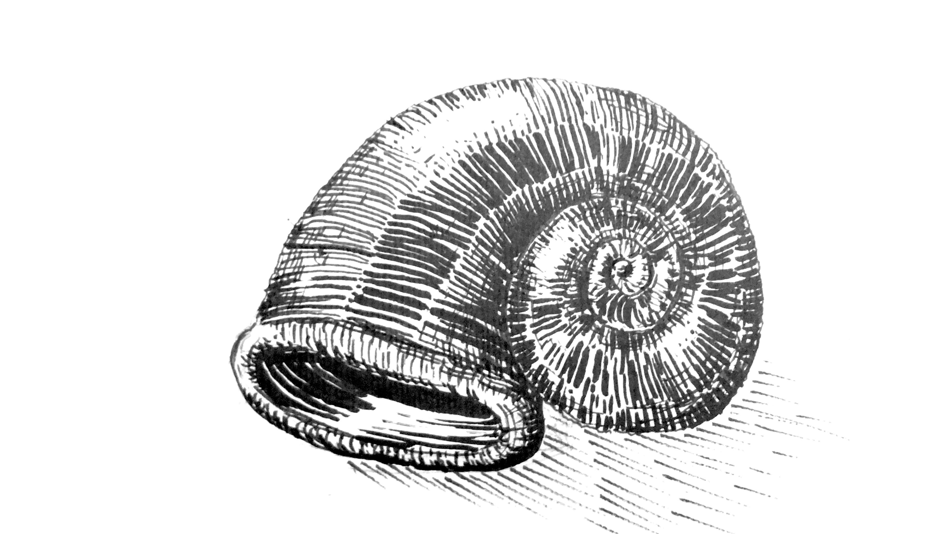 Titelbild Visualisierung Schneckenhaus